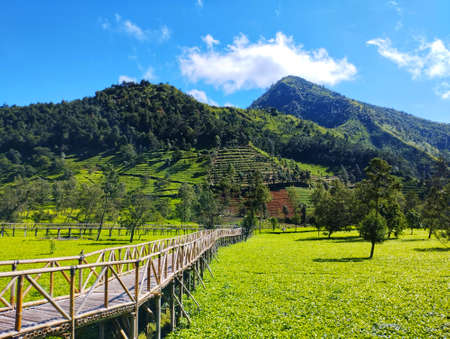 Bamboo Bridge Among Tea Plantationsの写真素材