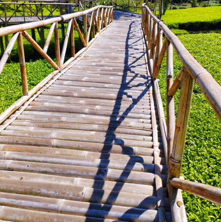 Bamboo Bridge Among Tea Plantationsの写真素材