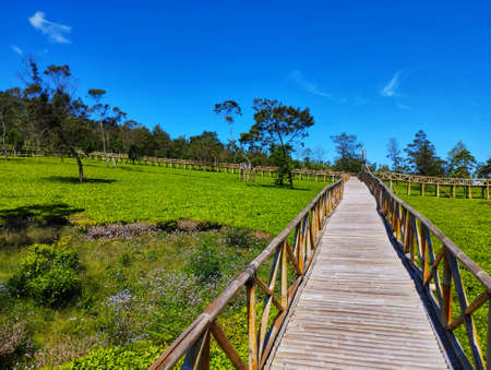 Bamboo Bridge Among Tea Plantationsの写真素材