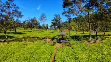 Tea Plantation View On A Sunny Dayの写真素材