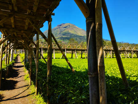 Bamboo Bridge Among Tea Plantationsの写真素材