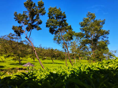 Tea Plantation View On A Sunny Dayの写真素材