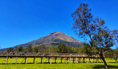 Tea Plantation View On A Sunny Dayの写真素材