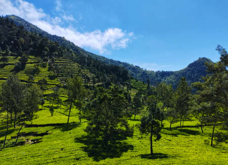 Tea Plantation View On A Sunny Dayの写真素材