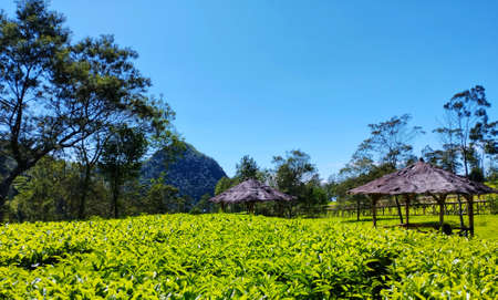 Tea Plantation View On A Sunny Dayの写真素材