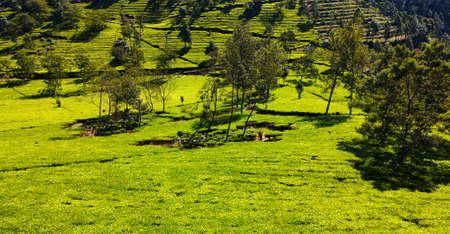 Tea Plantation View On A Sunny Dayの写真素材