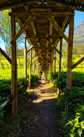 Bamboo Bridge Among Tea Plantationsの写真素材