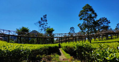 Tea Plantation View On A Sunny Dayの写真素材
