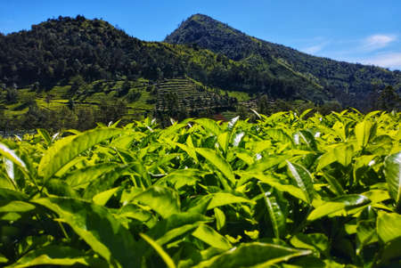 Tea Plantation View On A Sunny Dayの写真素材
