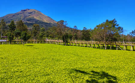 Tea Plantation View On A Sunny Dayの写真素材
