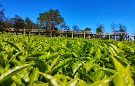 Tea Plantation View On A Sunny Dayの写真素材