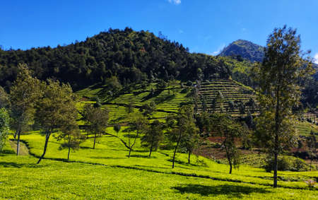 Tea plantations in Munnar, Kerala, India on a sunny dayの写真素材