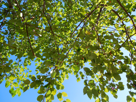 Green foliage of a tree against the blue skyの写真素材
