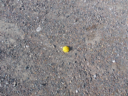 Yellow flowers in grayの写真素材