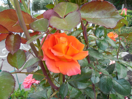 Orange rose close-up among green leaves and stems outsideの写真素材