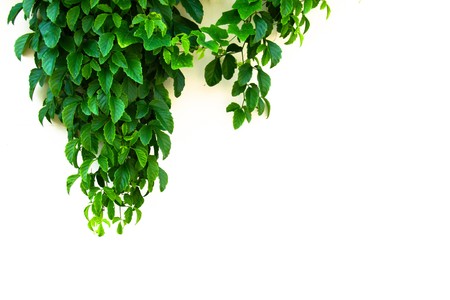 Bushes isolated on white backgroundの写真素材