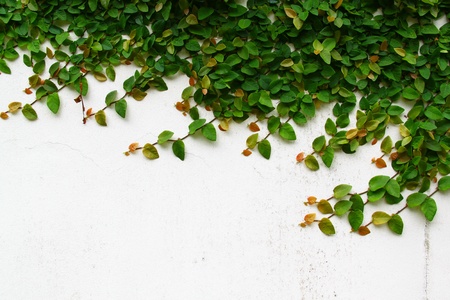 The Green Creeper Plant on a White Wall Creates a Beautiful Background 