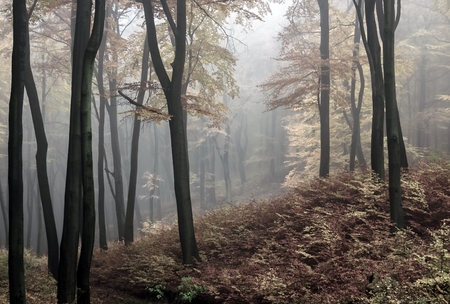 Road through a golden forest in Poland with fog and warm light in the autumnの写真素材
