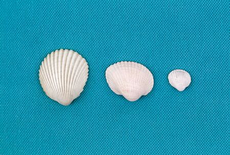White seashells laid out on a trendy aqua blue background. Top view.