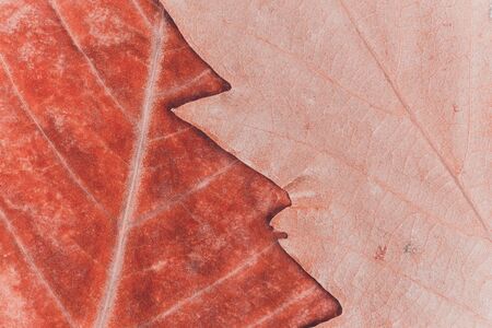 Golden Autumn Leaf Background. Macro Shot of a Golden Autumn Leaf Background.の写真素材