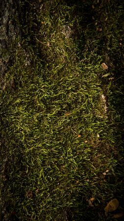 Vertical moss-covered stone. Beautiful moss and lichen covered stone. Bright green moss Background textured in nature.の写真素材