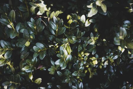 Green leaves texture background, Natural background and wallpaper.の写真素材