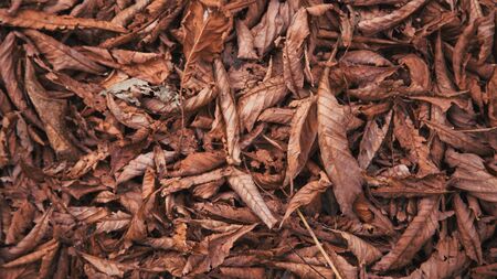 Autumn leaves background. Outdoor. Colorful backround image of fallen autumn leaves perfect for...