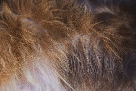 Close up brown dog skin for pattern and background, wool texture.の写真素材