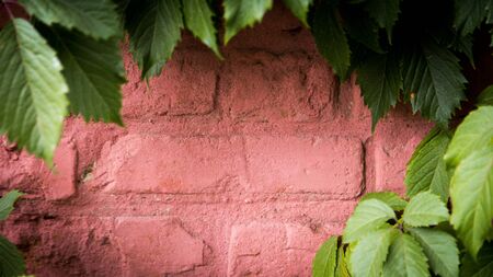 Old brick wall with a green vine frame with copy-space for writing.の写真素材