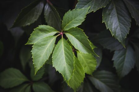Green leaves texture background, Natural background and wallpaper.の写真素材