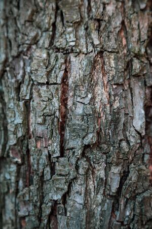 Vertical relief texture background of the brown bark of a tree. Wallpaper for device.