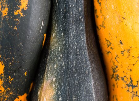 Fresh squash, dark green and yellow vegetables. Organic green squash wallpaper. Vegetable background...