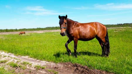 Brown horse portrait at the green grass field in summer.