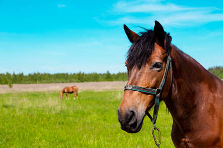Brown horse portrait at the green grass field in summer. Dark, herbivore.の写真素材