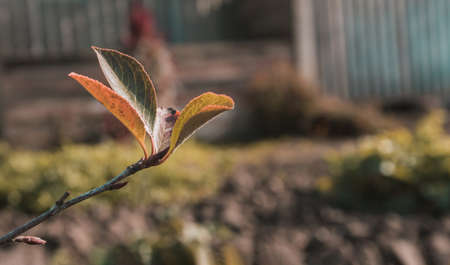 large green leaves on tree branches, view from below, selective focus, blurry backgroundの写真素材