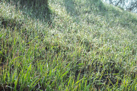 Dew on a morning grassの写真素材
