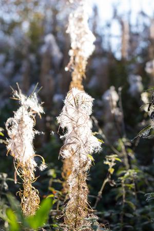 Flowers of a fireweed in a fieldの写真素材