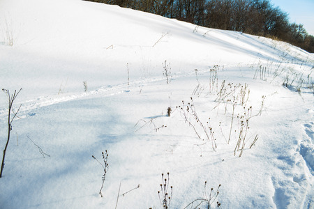 Field under the snow in winterの写真素材