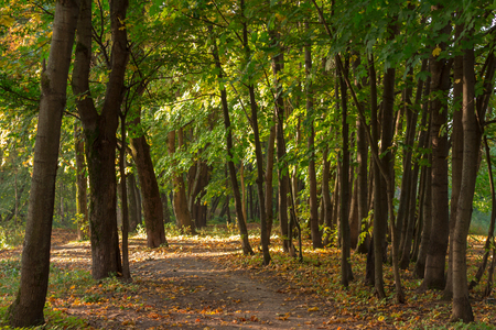 A path in autumn forest in the morningの写真素材
