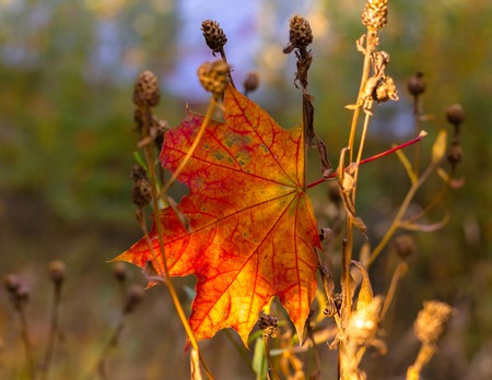 Maple leaf on the field in the morningの写真素材