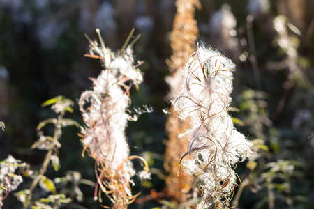 Flowers of a fireweed in a field in the morningの写真素材