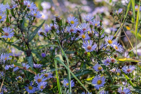New England aster in the morning field in the morningの写真素材