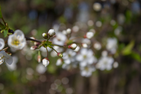 Branches with blooming white flowers in springの写真素材