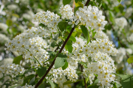 Branches with blooming white flowers in springの写真素材