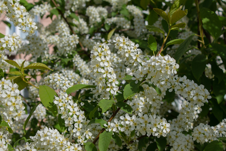 Branches with blooming white flowers in springの写真素材