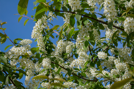 Branches with blooming white flowers in springの写真素材