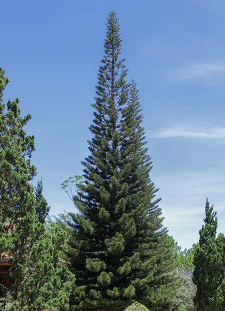 Fir in a pine forest in the summer, Vietnamの写真素材