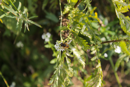 The bee on a flower in the autumn fieldの写真素材