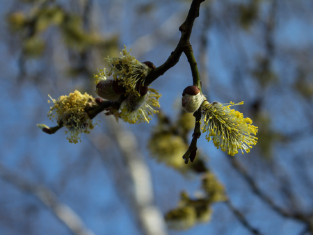 Spring flowering branches of a tree in spring forestの写真素材