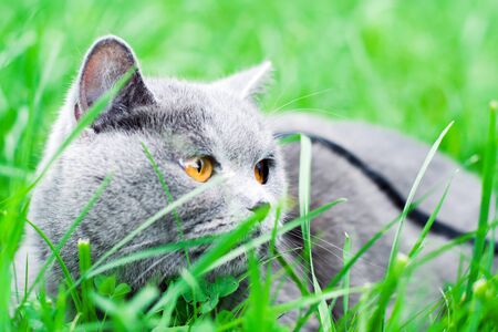 gray cat with orange eyes lying in the grassの写真素材